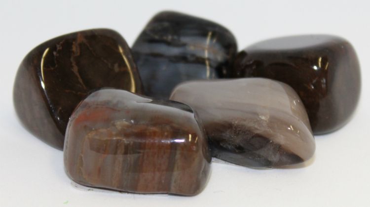 Petrified Wood - Tumbled - Northern Magick Supplies