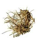 Devil's Shoestring Root (1oz)