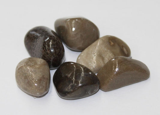 Petoskey Stone A - Northern Magick Supplies