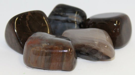 Petrified Wood - Tumbled - Northern Magick Supplies