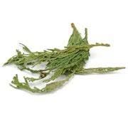 Cedar Tips - Western Red (1 oz) - Northern Magick Supplies