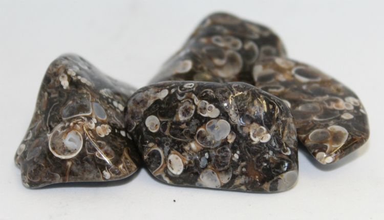 Agate Turritella - Tumbled - Northern Magick Supplies