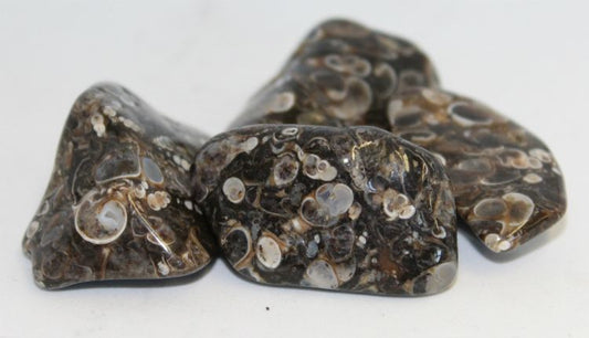 Agate Turritella - Tumbled - Northern Magick Supplies