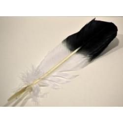 Eagle Feather - 10-12" (Imitation) - Northern Magick Supplies