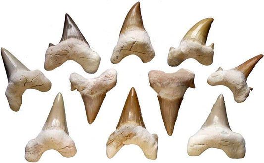 Shark Teeth (1.5") - Northern Magick Supplies
