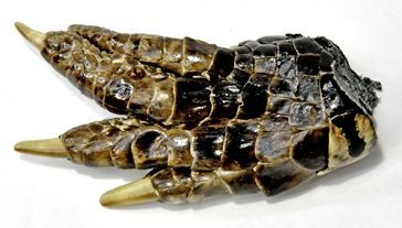 Alligator Foot small - Northern Magick Supplies