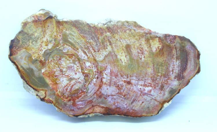 Petrified Wood Slice - Small - Northern Magick Supplies