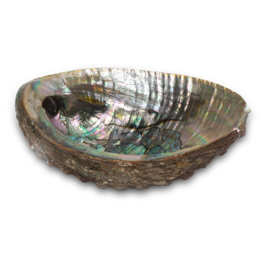 (5-6") Abalone Shell Burner - Northern Magick Supplies