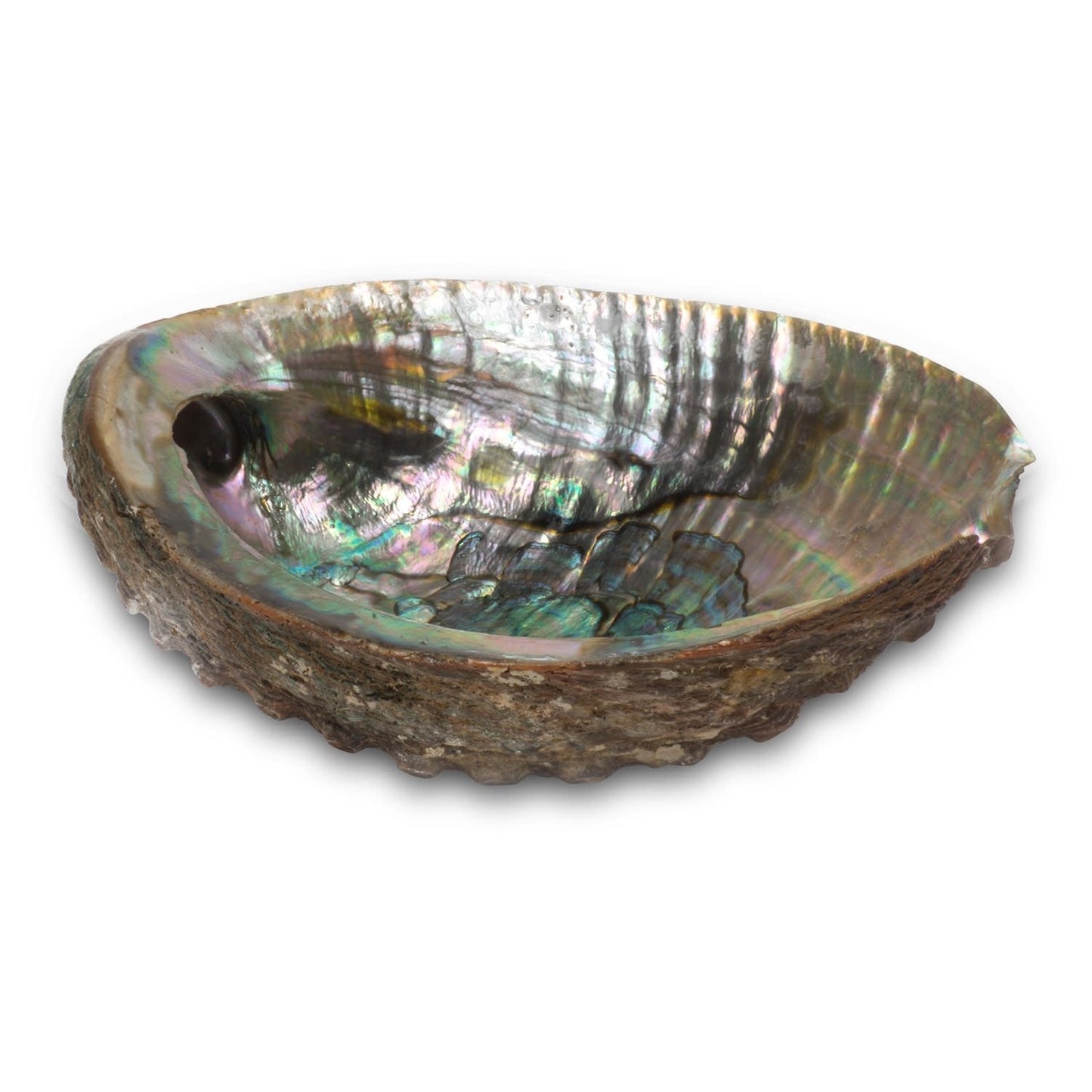 (3-4") Abalone Shell Burner