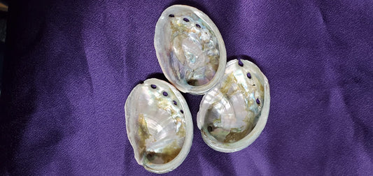(2-3") Abalone Shell Burner