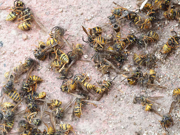 Harness the Sting: Ethically Sourced Dead Wasps for Potent Spellwork (EACH) - Northern Magick Supplies