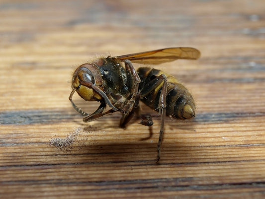Harness the Sting: Ethically Sourced Dead Wasps for Potent Spellwork (EACH) - Northern Magick Supplies