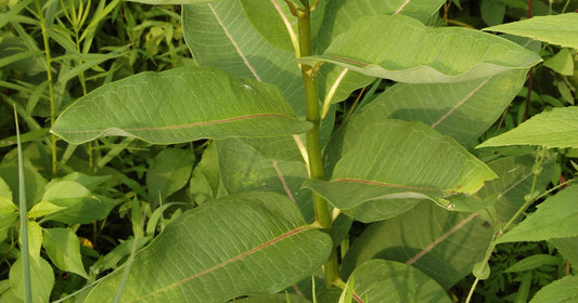 Milkweed Leaf - Cut (1 oz)