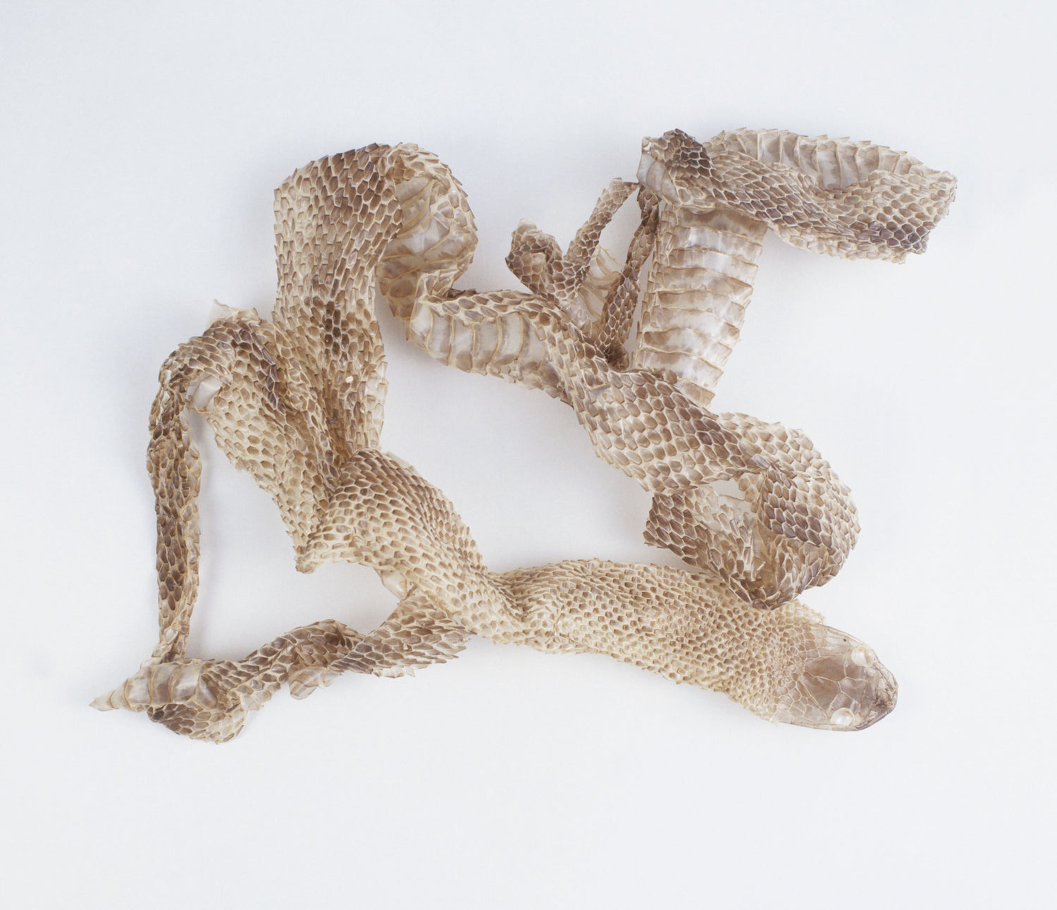 Embrace Transformation: Authentic Snake Skin Sheddings for Potent Magick - Northern Magick Supplies